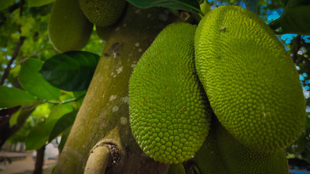 Several young green jackfruits with spiky skin hang from a strong branch with blurred foliage in the...