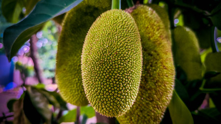 A group of young green jackfruit growing closely on a tree, surrounded by leaves