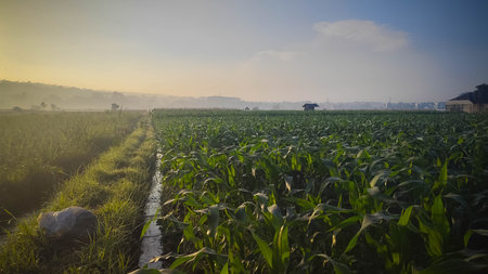 Corn field in the morning with sun light and fog,Thailand