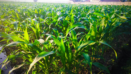 Green corn field in the morning light, sweet corn in the field