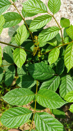Fresh green plant leaves viewed from above, revealing new growth in the cente