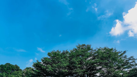 Lush tree canopy contrasts against a clear blue sky with scattered cloudsの写真素材