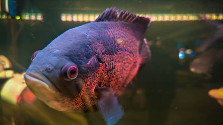 Close-up shot of Oscar fish in aquarium showing dark purplish scales and red-ringed eyes.の写真素材