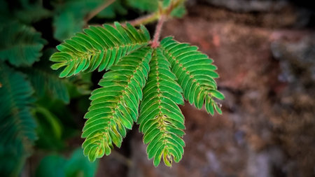 Close-up Delicate Green Mimosa Leaves Dark Background