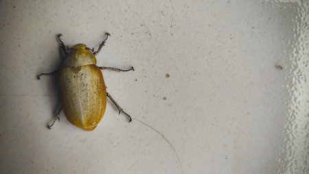 A yellow-brown scarab beetle resting on a textured white surface, high angle shot.の写真素材