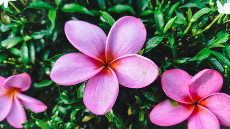 A beautiful vibrant pink frangipani flower blooming in a lush green garden setting.