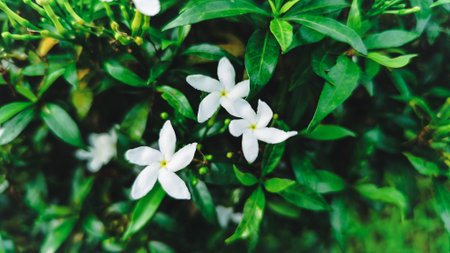 Three beautiful white jasmine flowers blooming together on a lush green bush in the backyard garden.の写真素材
