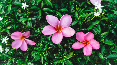 Three beautiful pink frangipani flowers blooming together on a green leafy bush during daytime.の写真素材