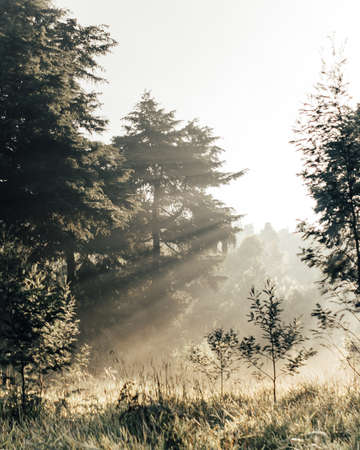 Sunset in the forestの写真素材
