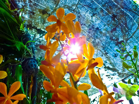 Flower of Natureの写真素材