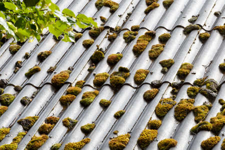 Need for life  Nature still can survive in cityの写真素材