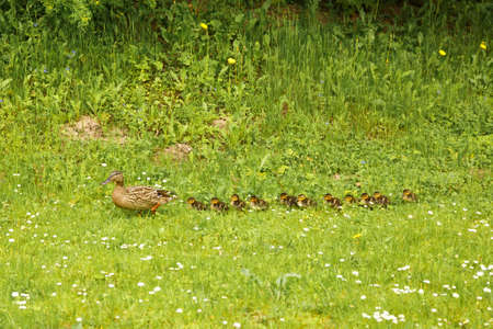 Duck mother walking with her duckling の写真素材