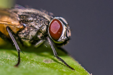 Condylostylus fly on plant in the wild. Macroの写真素材