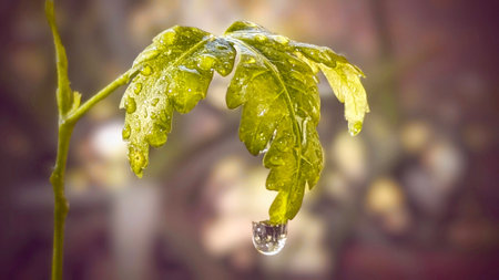 water drop on a green leaf in nature. macro shot with shallow depth of fieldの写真素材