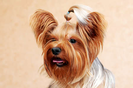 full face portrait of yorkshire terrier with long hairの写真素材
