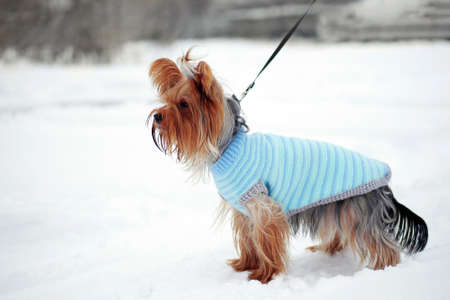 yorkshire terrier walking in winter and wearing warm knitted coat