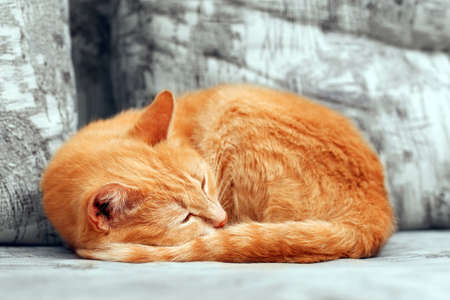 Close-up of curled up sleepng ginger catの写真素材