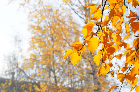 closeup of yellow birch tree leaves on branch in autumn, copy spaceの写真素材