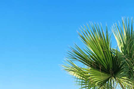 palm leaves against blue sky, copy spaceの写真素材