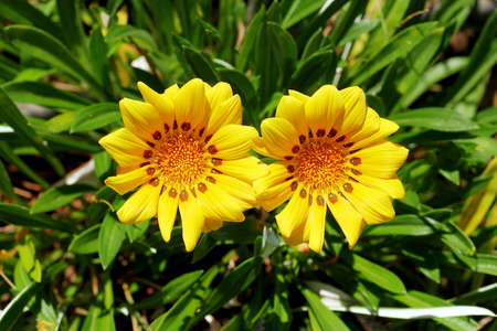 top view of two gazania rigens flowers under sunlightの写真素材