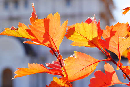 closeup of red and orange autumn leaves on shrub under sunlight
