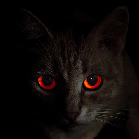 full face portrait of creepy red-eyed cat in darknessの写真素材