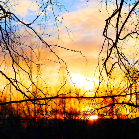 bare tree branches against the sunrise, square format, copy spaceの写真素材