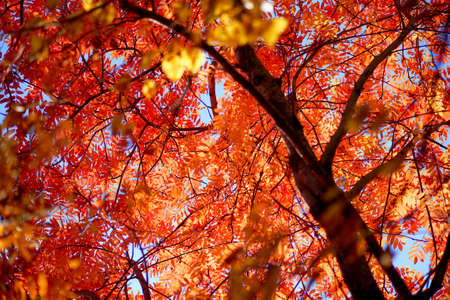 bottom view of orange leaves of rowan tree crown in autumn