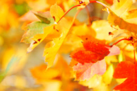 defocused autumn yellow and red leaves blurred background
