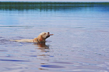 golden labrador retriever swimming in lake with stick, copy space