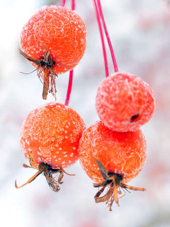 macro of frozen wild apples covered with hoarfrostの写真素材