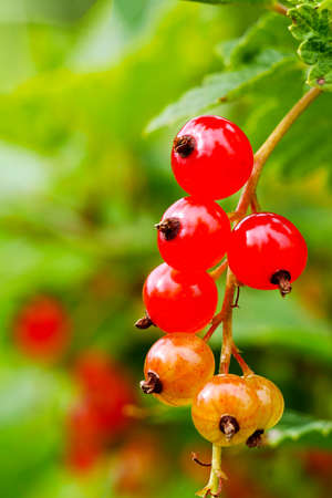 close-up of half ripe redcurrant berriesの写真素材