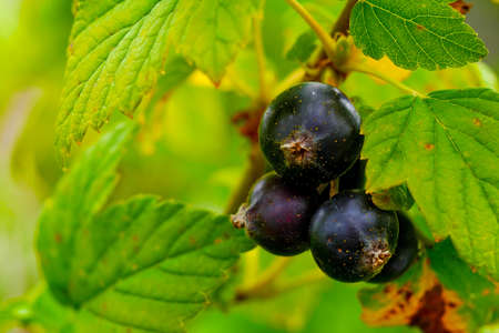 close-up of ripe blackcurrant berriesの写真素材