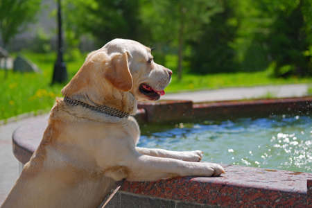 labrador retriever standing near fountain basin in city parkの写真素材