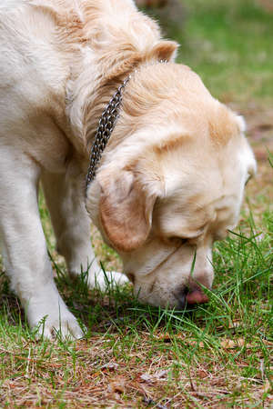 golden labrador retriever sniffing the grass on groundの写真素材
