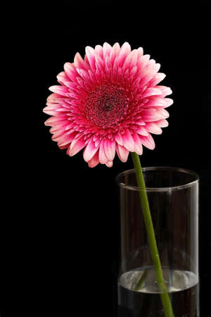 closeup on purple gerbera flower in a glass vase against black backgroundの写真素材
