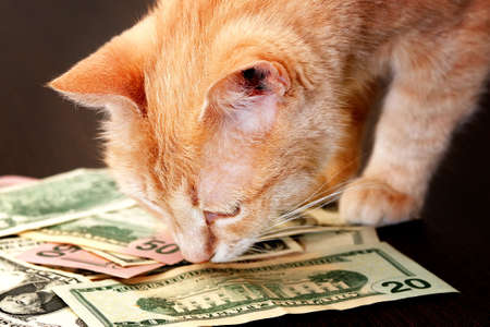 ginger cat sniffing a heap of various dollar banknotesの写真素材