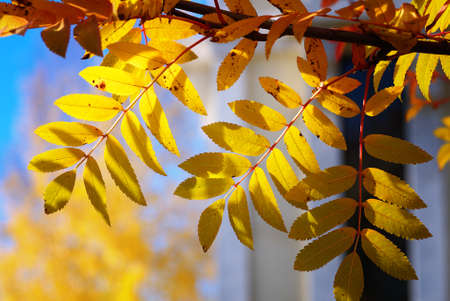 yellow autumn leaves on tree backlit by sunlight, shallow depth of filedの写真素材