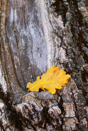 yellow oak leaf on a tree trunk