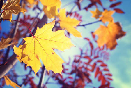 yellow maple leaves on branch in autumn backlit by sun, toned in vintage colors