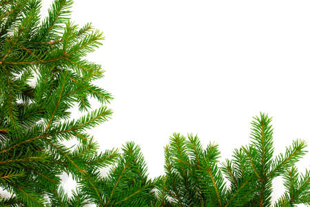 green spruce branches border isolated on white background, corner designの写真素材