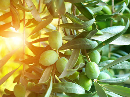 green olives on branch, closeup, sunlight effectの写真素材