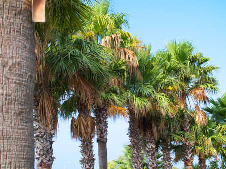 a row of palm treesの写真素材