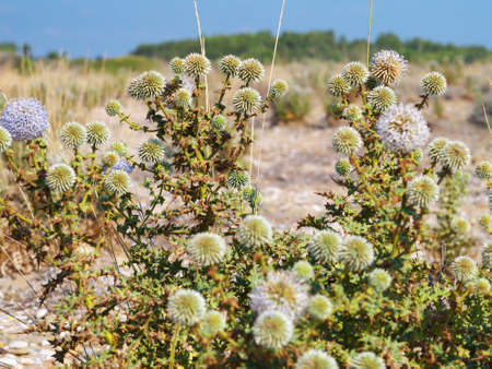 prickly plant growing in desert placeの写真素材