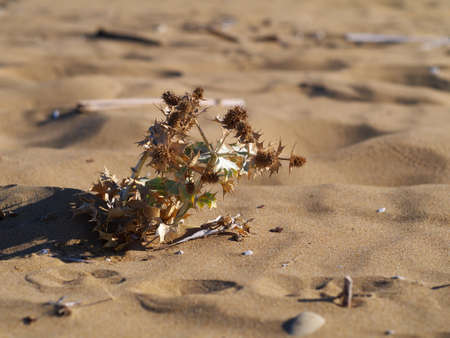 prickly plant growing on sand in desert placeの写真素材