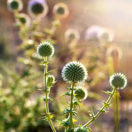 flowerheads of prickly plants backlit but sunlightの写真素材