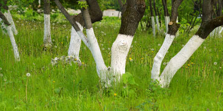 whitewashed trees in parkの写真素材