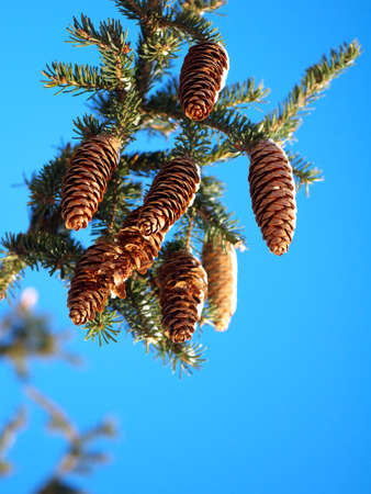 spruce cones hanging on branchの写真素材