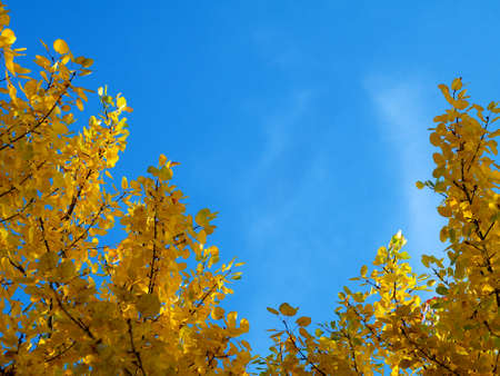 yellow aspen leaves against blue sky, copy spaceの写真素材
