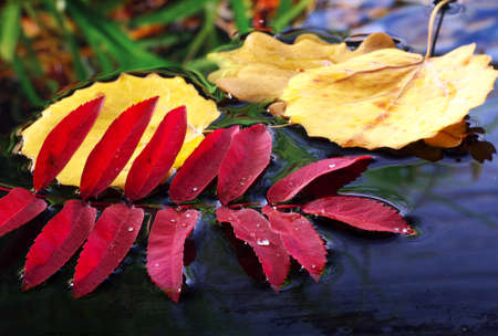 fallen leaves floating in dark water, closeupの写真素材